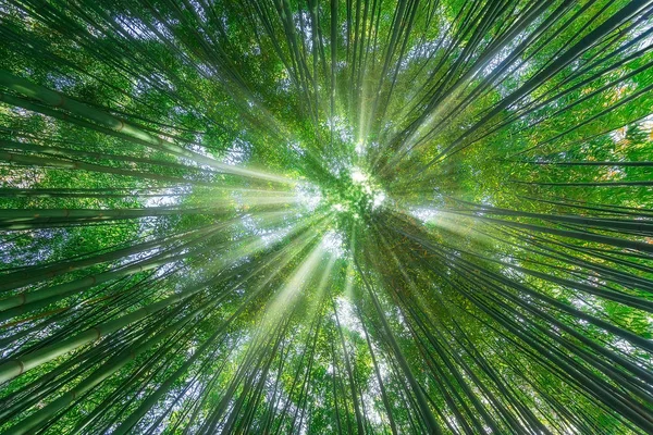 Natureza fundo de floresta de bambu com raios de sol — Fotografia de Stock