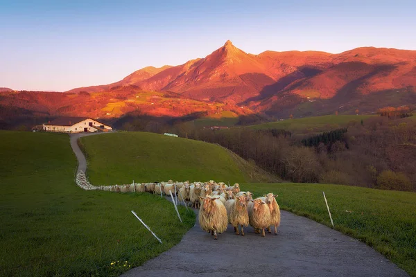 Kudde schapen in Lazkaomendi met uitzicht op de Txindoki berg — Stockfoto