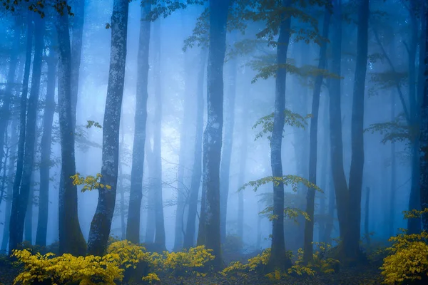 Σκοτεινό δάσος φαντασίας με μπλε ομίχλη — Φωτογραφία Αρχείου