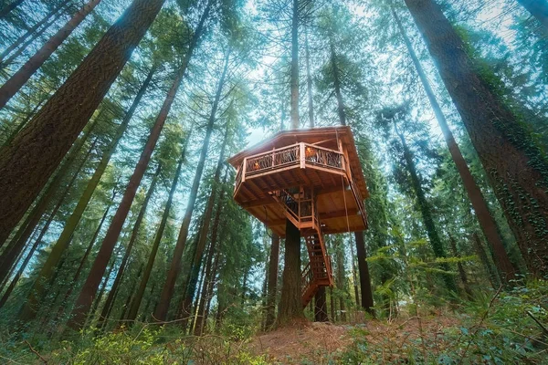 Wooden tree house in the forest — Stock Photo, Image