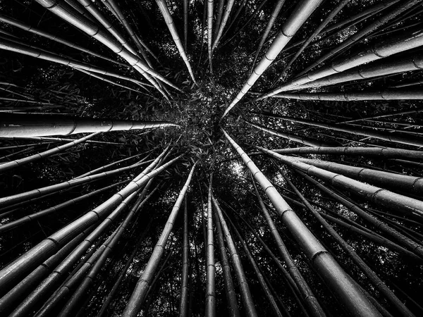 bamboo forest in black and white