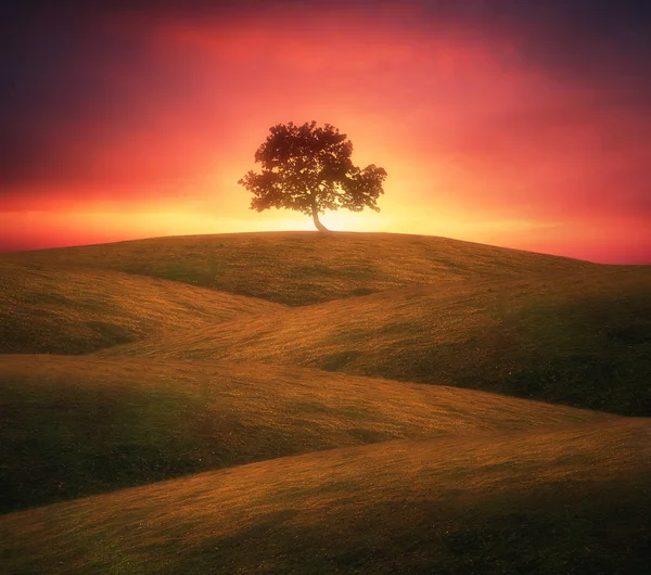 Árvore solitária em colinas rolantes com luz sonhadora — Fotografia de Stock