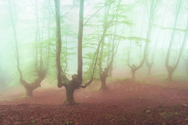 Fantasia foresta luminosa con nebbia — Foto Stock