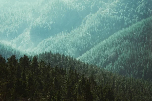 Φυσικό φόντο του δάσους με στρώματα δέντρων — Φωτογραφία Αρχείου