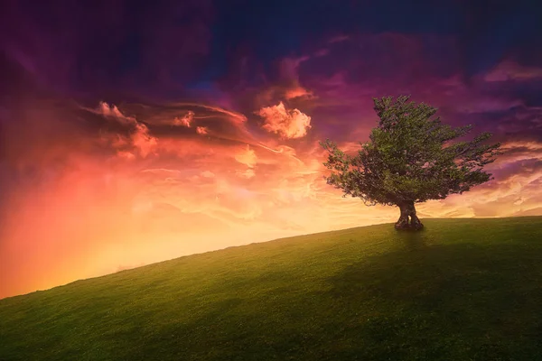 Landschap achtergrond van eenzame boom op de heuvel met mooie zonnen — Stockfoto