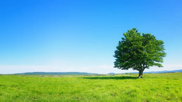 Einsamer Baum gegen strahlend blauen Himmel — Stockfoto