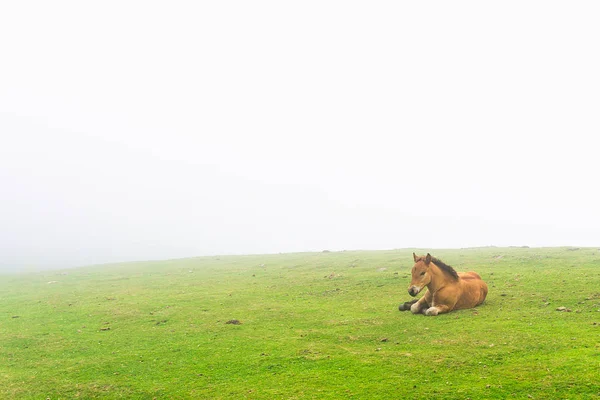 Puledro cavallo sdraiato sull'erba con nebbia — Foto Stock