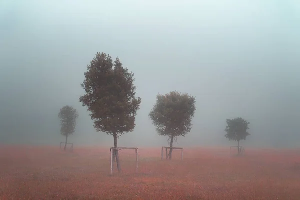 Bäume Park Bei Morgennebel — Stockfoto