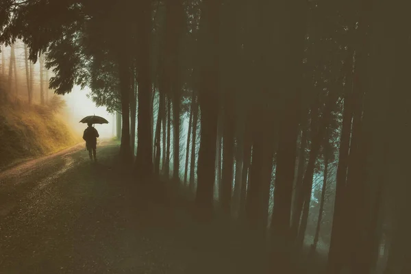 Şemsiyeli Kişi Yağmur Altında Ormanda Yürüyor — Stok fotoğraf