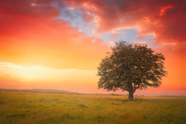 Красивое Одинокое Дерево Закате — стоковое фото