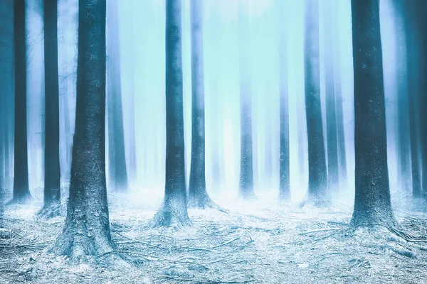 Forest Snow Winter — Stock Photo, Image