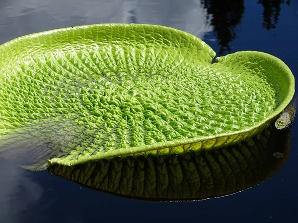 Nagy Zöld Lily Pad Közeli Képe — Stock Fotó