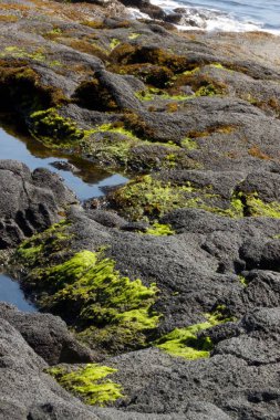 Yosun volkanik kayalara Punalu'u, kum plaj, Hawaii siyah
