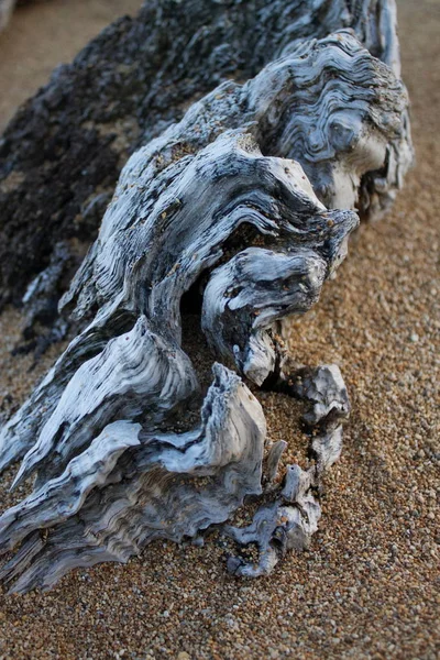 Piece Driftwood Partly Covered Sand Beach — Stock Photo, Image