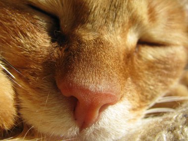 Zencefil bir kedinin şirin burun