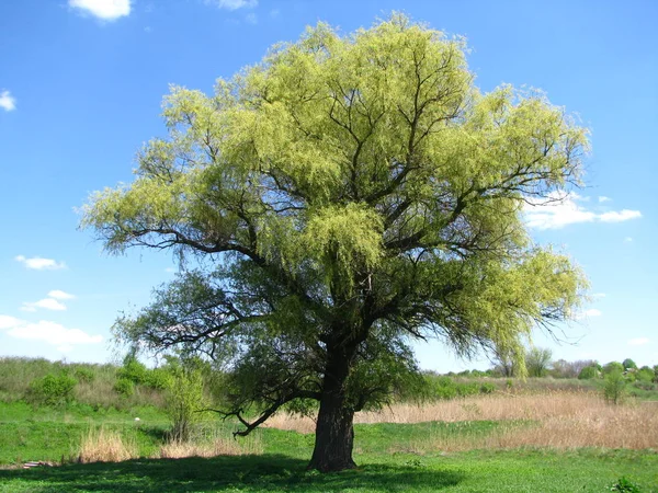 在牧场中央的孤独的柳树 — 图库照片