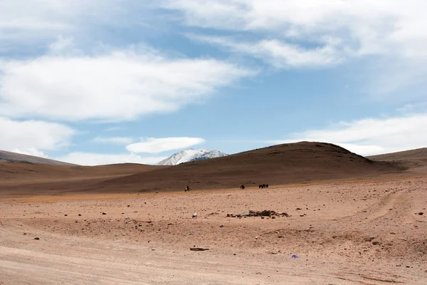 Région Lac Tolbo Mongolie — Photo