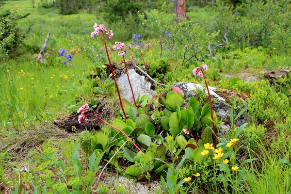 Vista Del Parque Nacional Ergaki Siberia — Foto de Stock