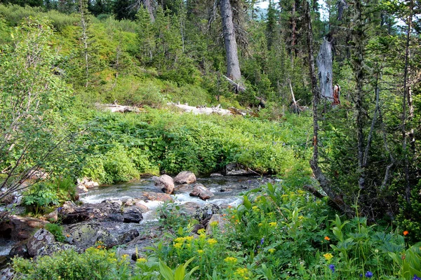 Nézet Nemzeti Park Ergaki Szibériában — Stock Fotó