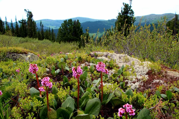 Vue Sur Parc National Ergaki Sibérie Photo De Stock