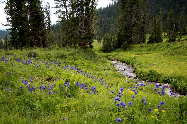 View National Park Ergaki Siberia — Stock Photo, Image