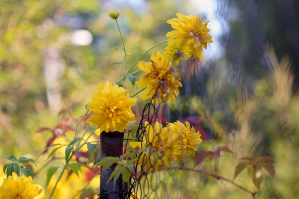 Nature Sunny Day Plants Flowers Sunny Atmosphere — Stock Photo, Image