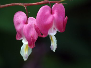  Harika zaman çiçekler cazibeli! Çiçekler bizim sevinç vardır. Kötü ruh, git ve çiçekler hayran ve ruh hali iyi olacak!      