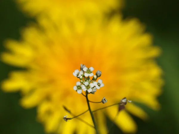 Wonderful Time Flowers Charm Flowers Our Joy Bad Mood Admire — Stock Photo, Image