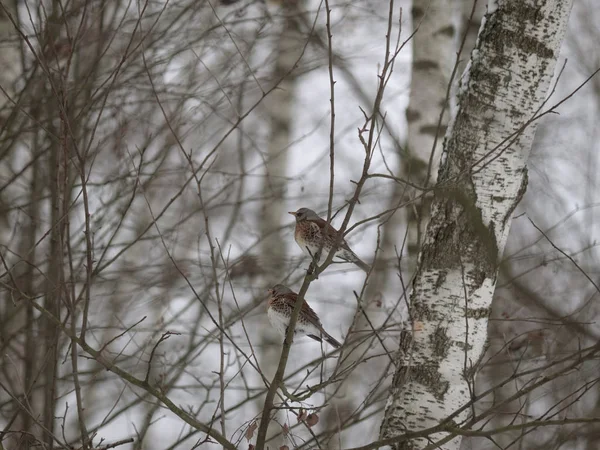 Vinter Skog Fåglar Som Pickar Bär — Stockfoto