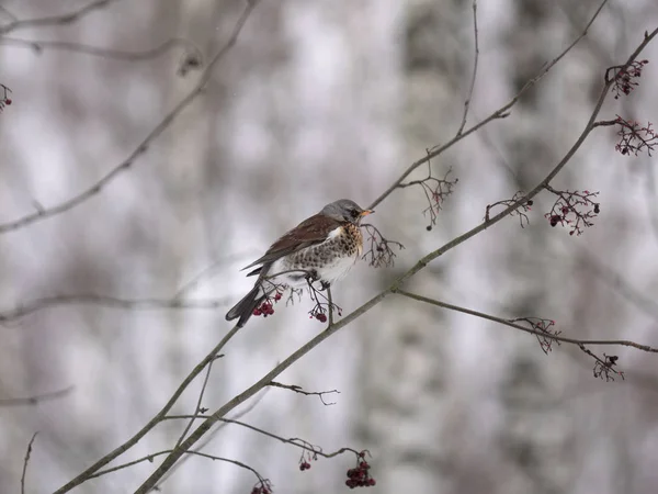 Winter forest!Birds pecking berries!