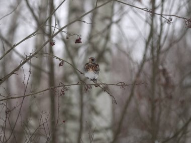 Kış orman! Çilek gagalamayı kuşlar!