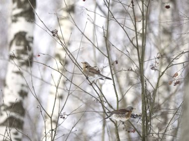 Kış orman! Çilek gagalamayı kuşlar!