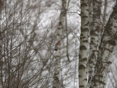 Kış orman! Çilek gagalamayı kuşlar!