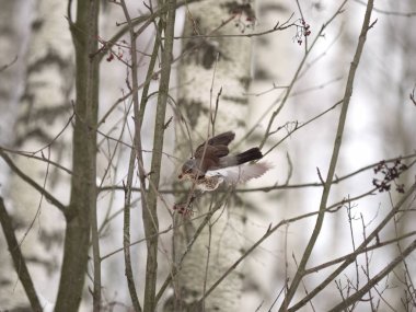 Kış orman! Çilek gagalamayı kuşlar!