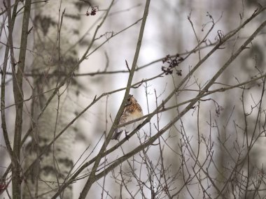 Kış orman! Çilek gagalamayı kuşlar!