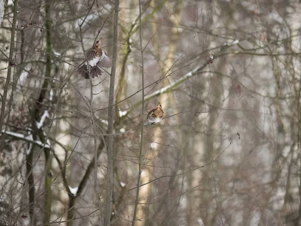 Vinter Skog Fåglar Som Pickar Bär — Stockfoto