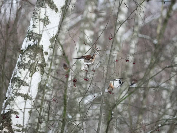 Winter forest!Birds pecking berries!