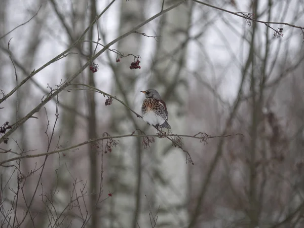 冬天的森林 鸟采摘浆果 — 图库照片