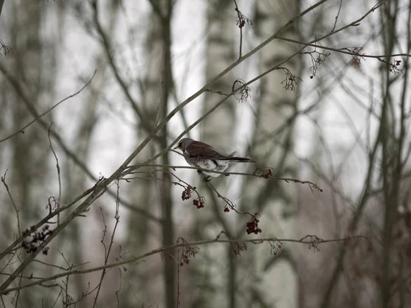 Winter forest!Birds pecking berries!