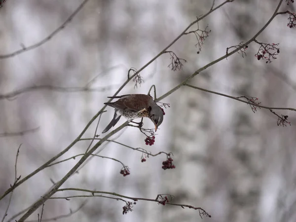 Winter forest!Birds pecking berries!