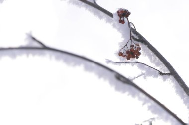 Berry rowan kırmızı ve siyah, yaprakları ve dalları ağaçlar kar altında. Aralık 2018.Russia.