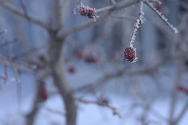 Berry rowan kırmızı ve siyah, yaprakları ve dalları ağaçlar kar altında. Aralık 2018.Russia.