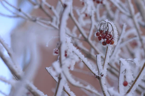 Berry Rowan Kırmızı Siyah Yaprakları Dalları Ağaçlar Kar Altında Aralık — Stok fotoğraf