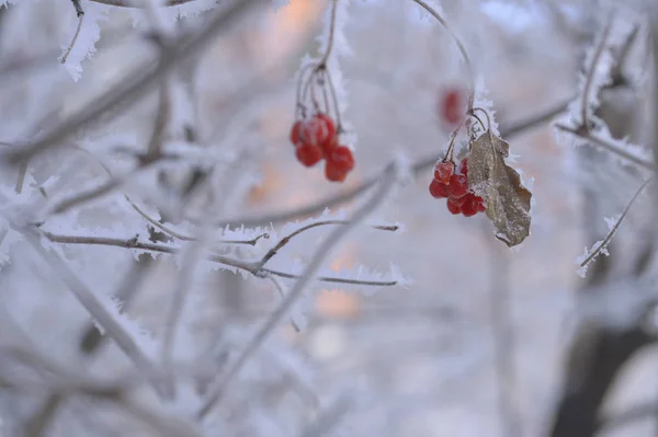 浆果又红又黑 雪下有树叶和树枝 2008年12月俄罗斯 — 图库照片