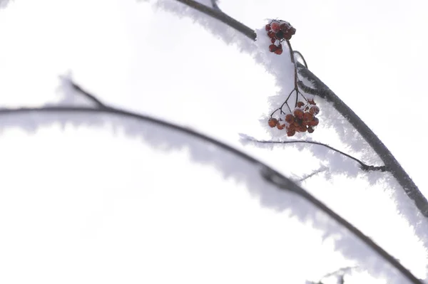 Berry Rowan Vermelho Preto Folhas Ramos Árvores Sob Neve Dezembro — Fotografia de Stock