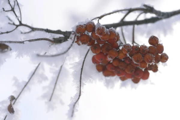 Berry Rowan Rode Zwarte Bladeren Takken Van Bomen Onder Sneeuw — Stockfoto