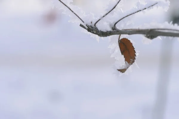 Berry Rowan Kırmızı Siyah Yaprakları Dalları Ağaçlar Kar Altında Aralık — Stok fotoğraf