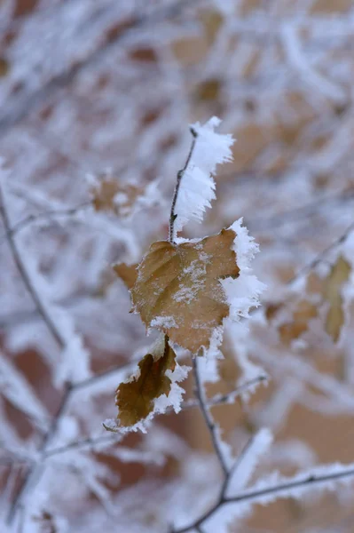 Berry Rouan Rosso Nero Foglie Rami Alberi Sotto Neve Dicembre — Foto Stock