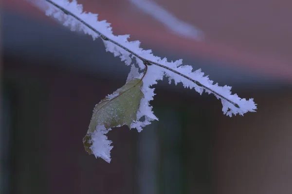 浆果又红又黑 雪下有树叶和树枝 2008年12月俄罗斯 — 图库照片