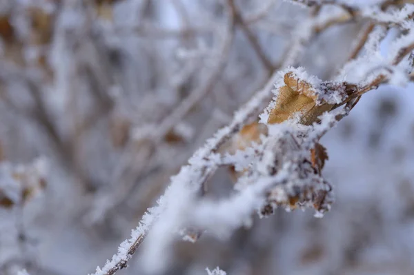 Berry Rowan Rode Zwarte Bladeren Takken Van Bomen Onder Sneeuw — Stockfoto